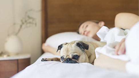 Pug laying in bed with owner in a hotel room.
